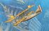 Curtiss H-16 - 049 Roden 1:72